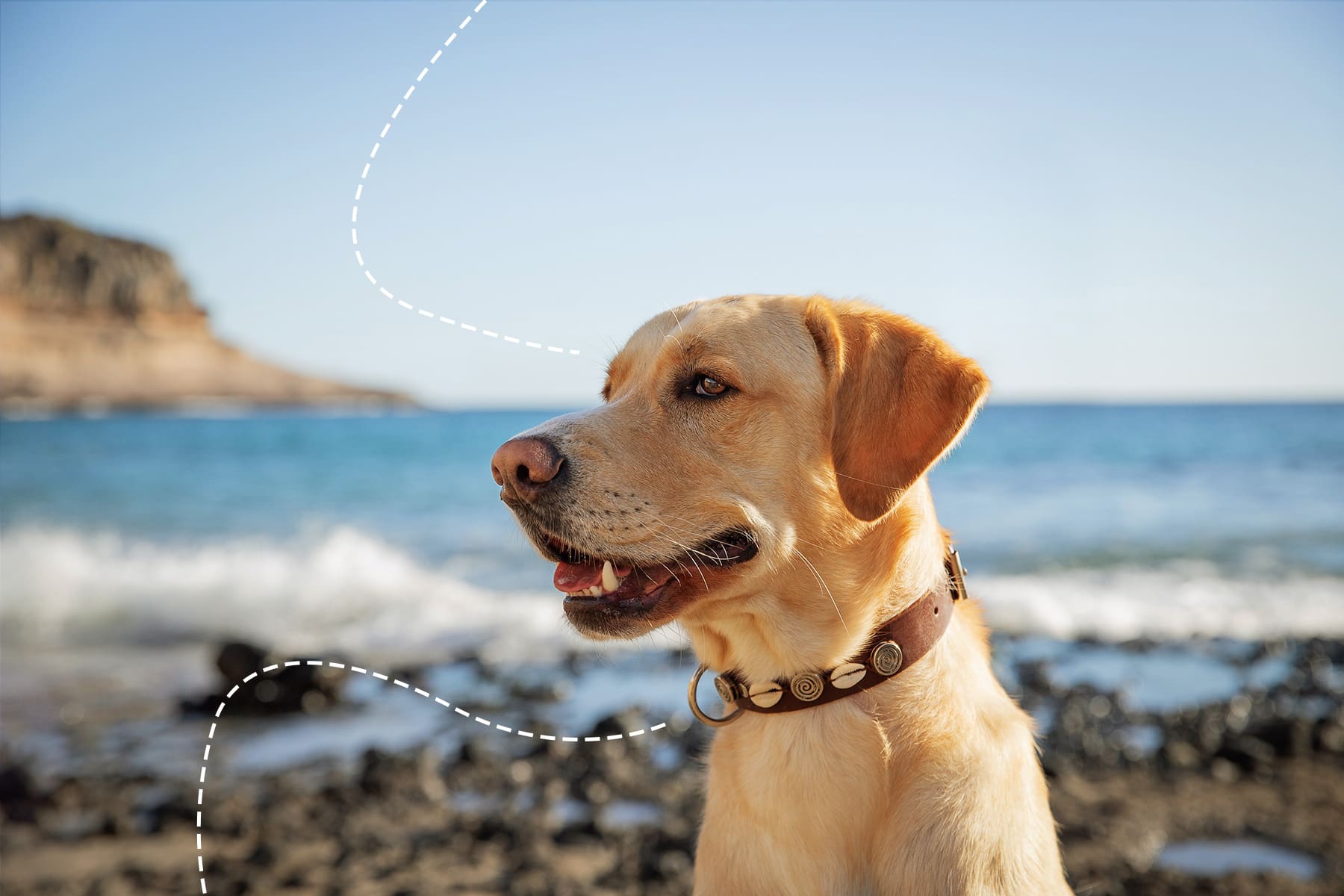 Hund am Meer